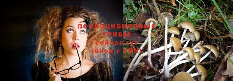 Галлюциногенные грибы MAGIC MUSHROOMS  Уржум 